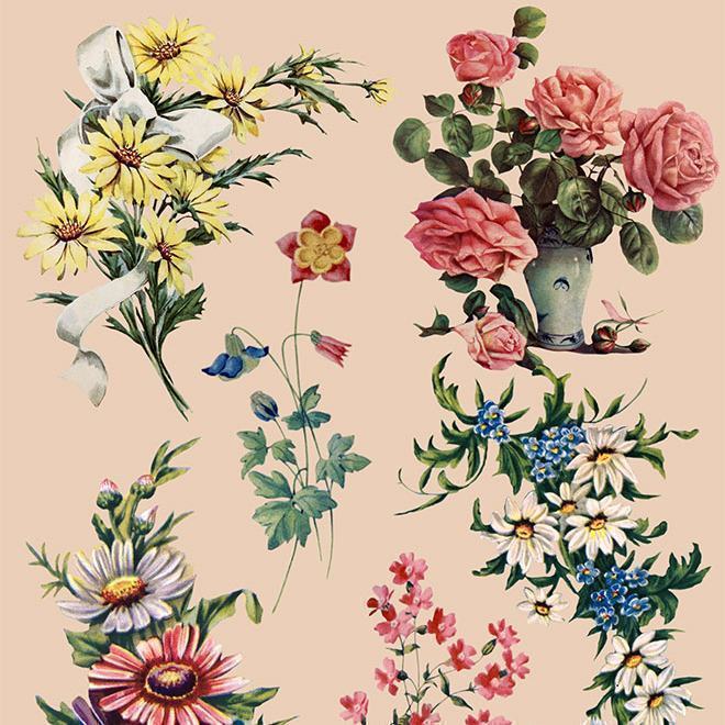 tai nguyen mien phi floral illustrations 1