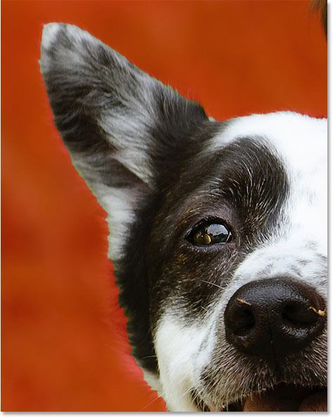 Cách Sử Dụng Select Subject Trong Photoshop 31 select subject cc2020 fur 30