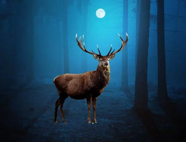 Tạo Hình Ảnh Con Nai Huyền Bí Trong Photoshop 18 20.16