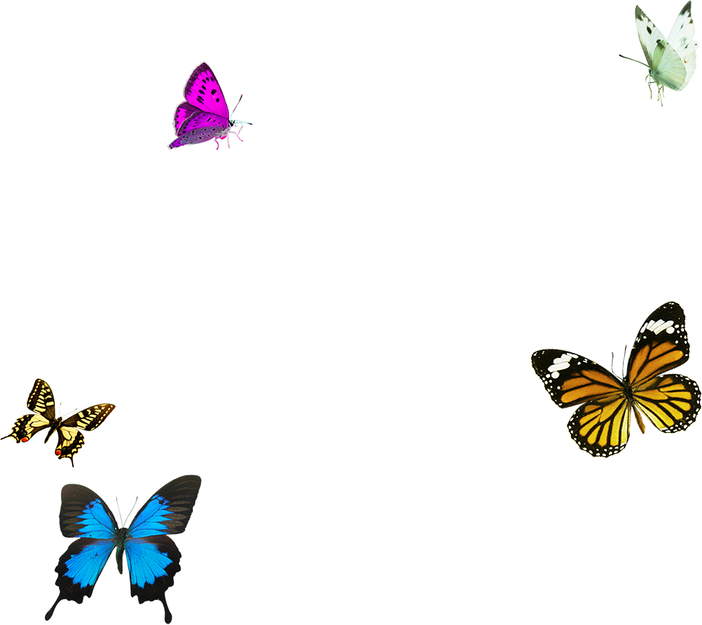 Tài nguyên những con bướm png - GenZ Academy-Freebies GZForum-Chia sẻ & hướng dẫn-GenZ Academy