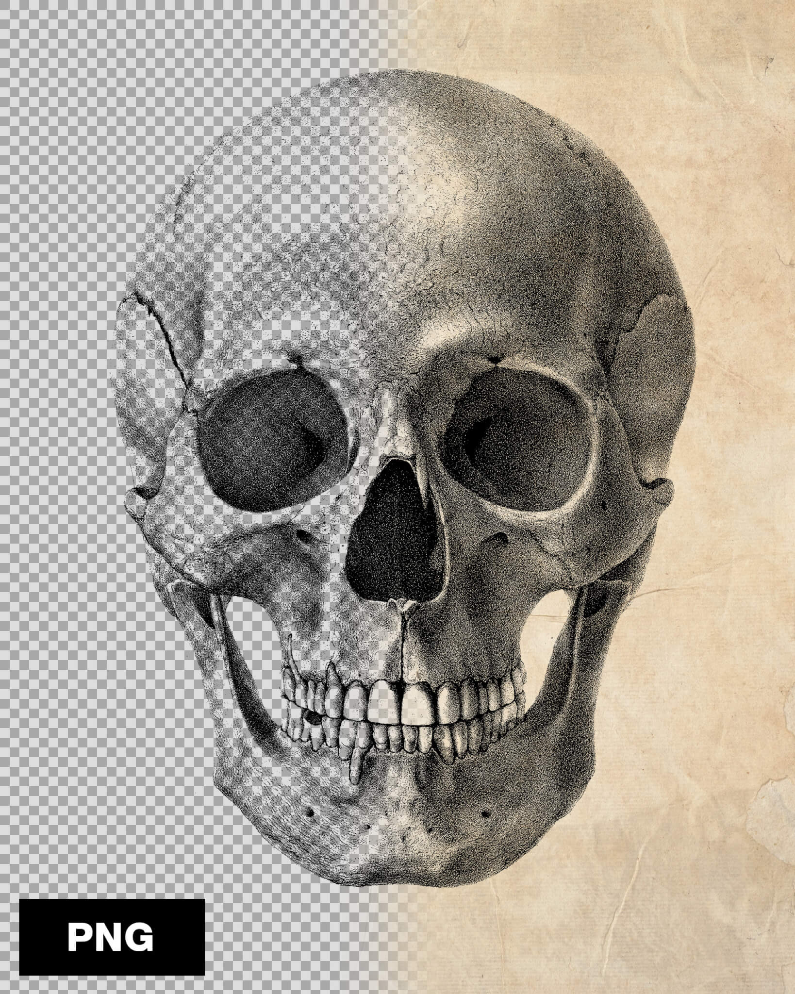75 cool skull and bone assets for your designs 15$ 9 20231118001922529-skullpack-png