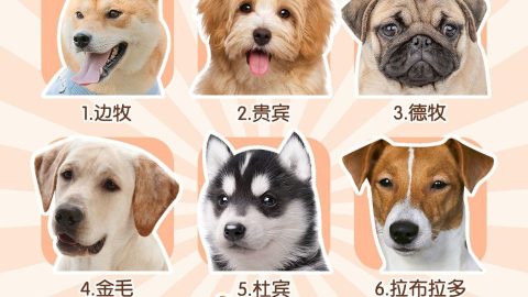 Poster Pet Dog Xếp hạng IQ Kiến thức Khoa học phổ biến-GenZ Academy
