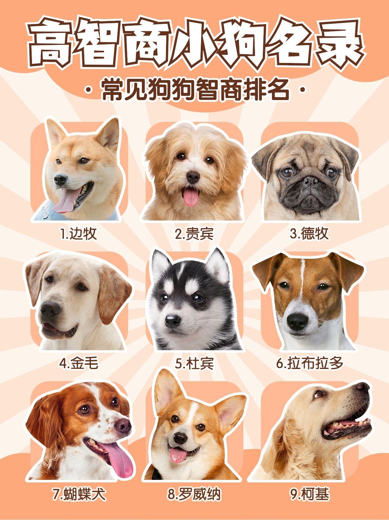 Poster Pet Dog Xếp hạng IQ Kiến thức Khoa học phổ biến-GenZ Academy