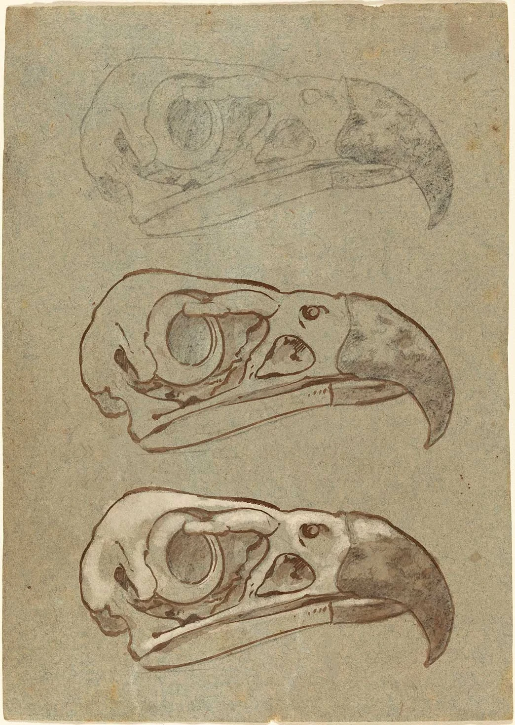 20250911180236122-Eagle-Skull-Study